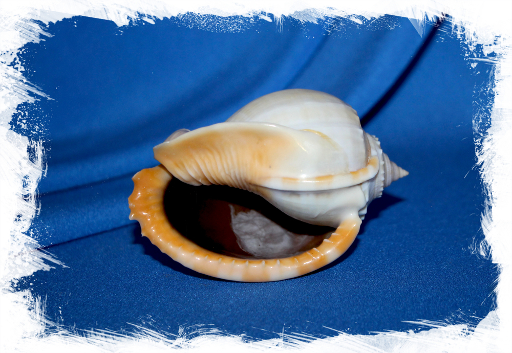 Фалиум глаукум