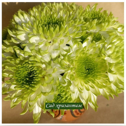 Хризантема одноголовая Zembla laim /о.48/поставка весна 2026г/