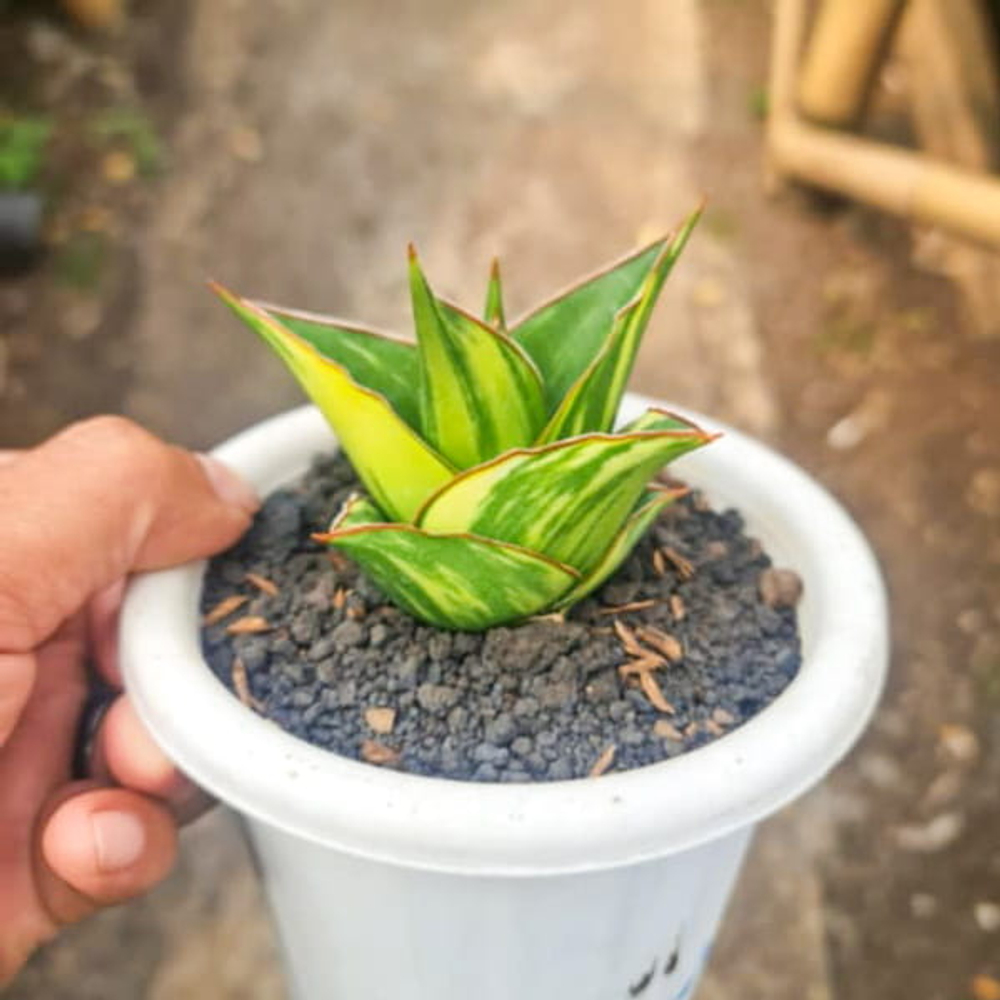 Сансевиерия TOWER VAR