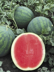 Инсепшн F1 семена арбуза (Nunhems / Нюнемс)