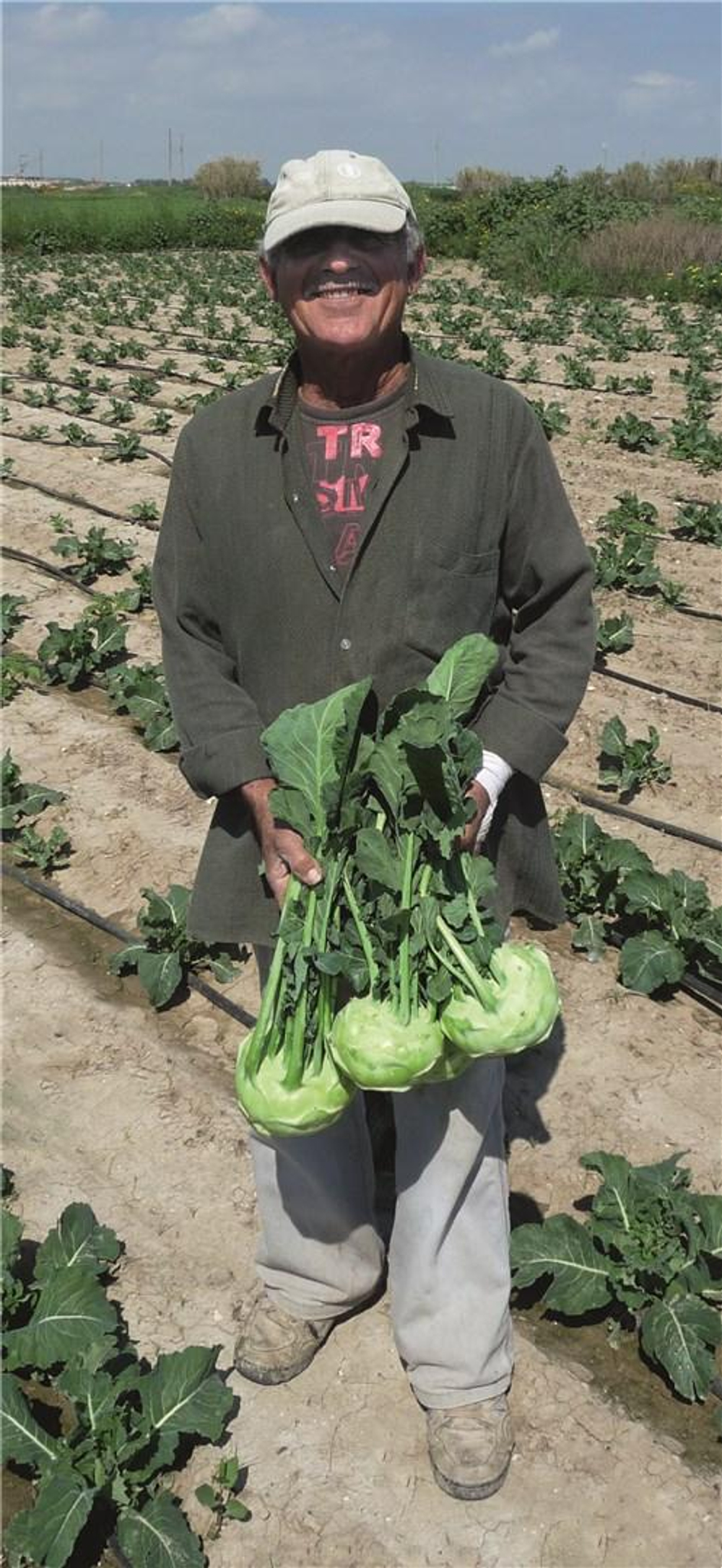 Коссак F1 семена капусты кольраби (Bejo / Бейо)