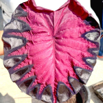 Колоказия VENUS