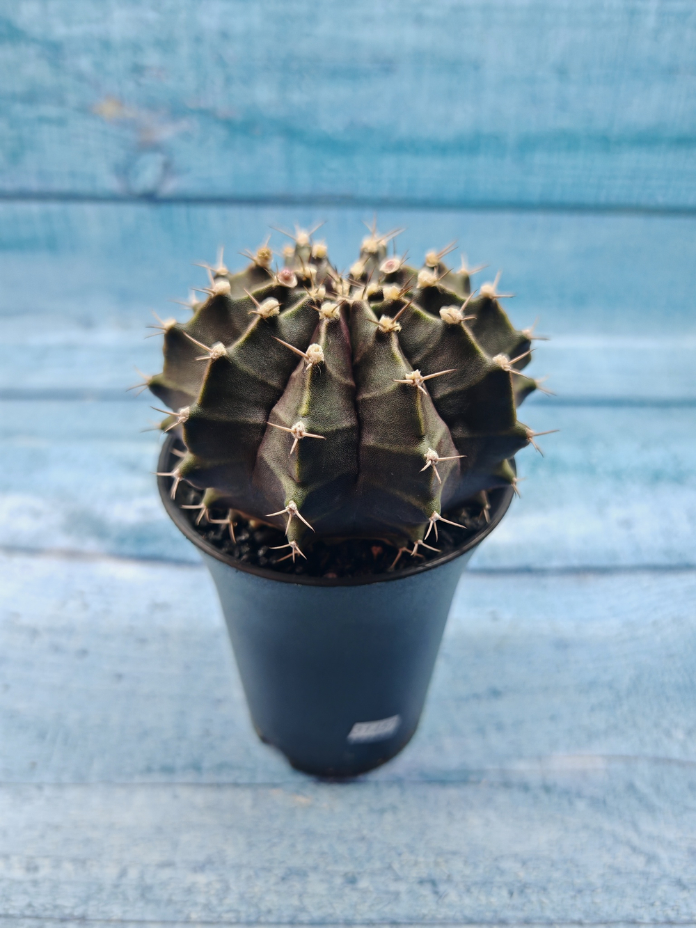Gymnocalycium Mihanovichii black (Гимнокалициум)