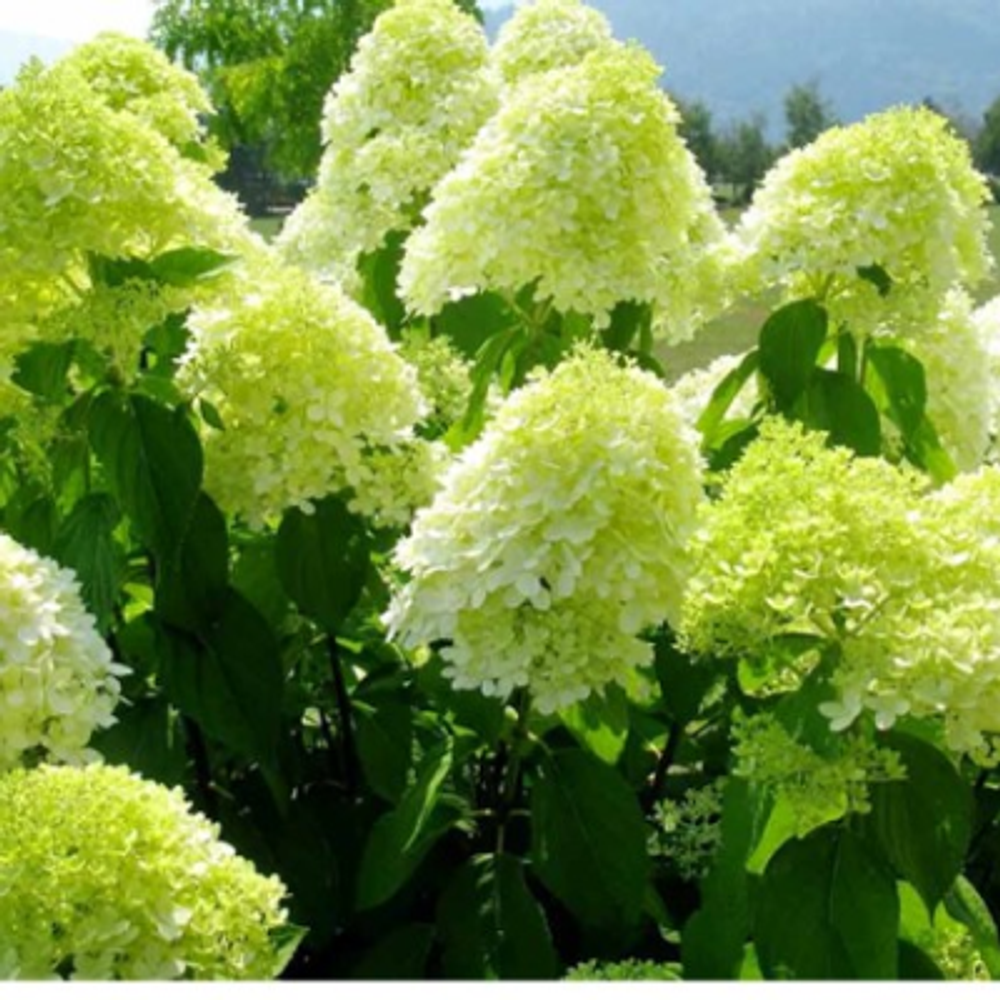 Лаймлайт «Limelight» С2.5