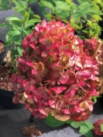 Гортензия метельчатая Петит Черри