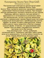 Плектрантус Золото Трои пёстролистный