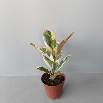 Фикус Тинеке