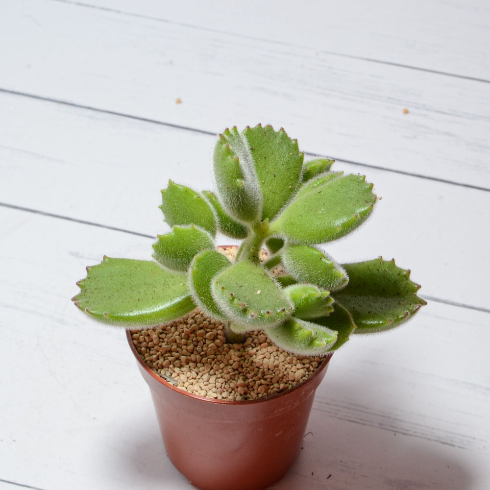 Cotyledon Tomentosa (Котиледон войлочный)