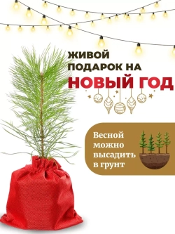 Сосна обыкновенная саженцы хвойных деревьев Новогодняя