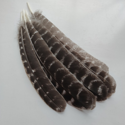 Перо натуральное 20 - 25 см.