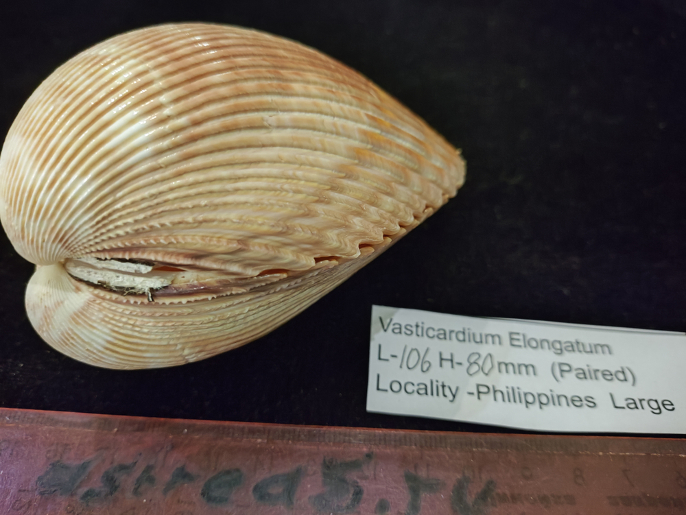 Кардиум Элонгатум "95-110мм" парный