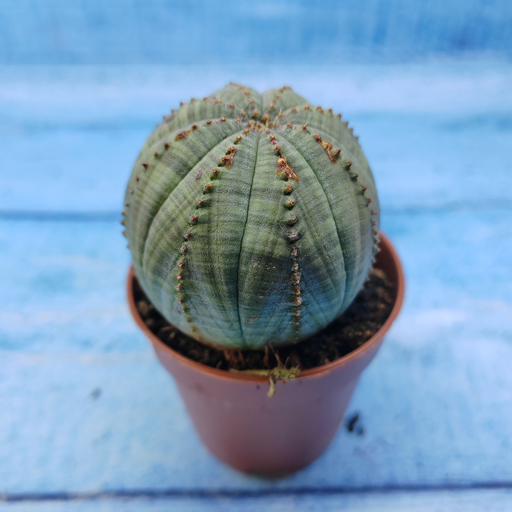 Euphorbia Obesa (Эуфорбия)