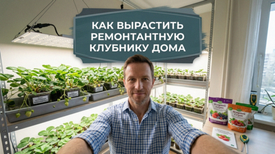 Ремонтантная клубника: 5 правил выращивания лучших сортов