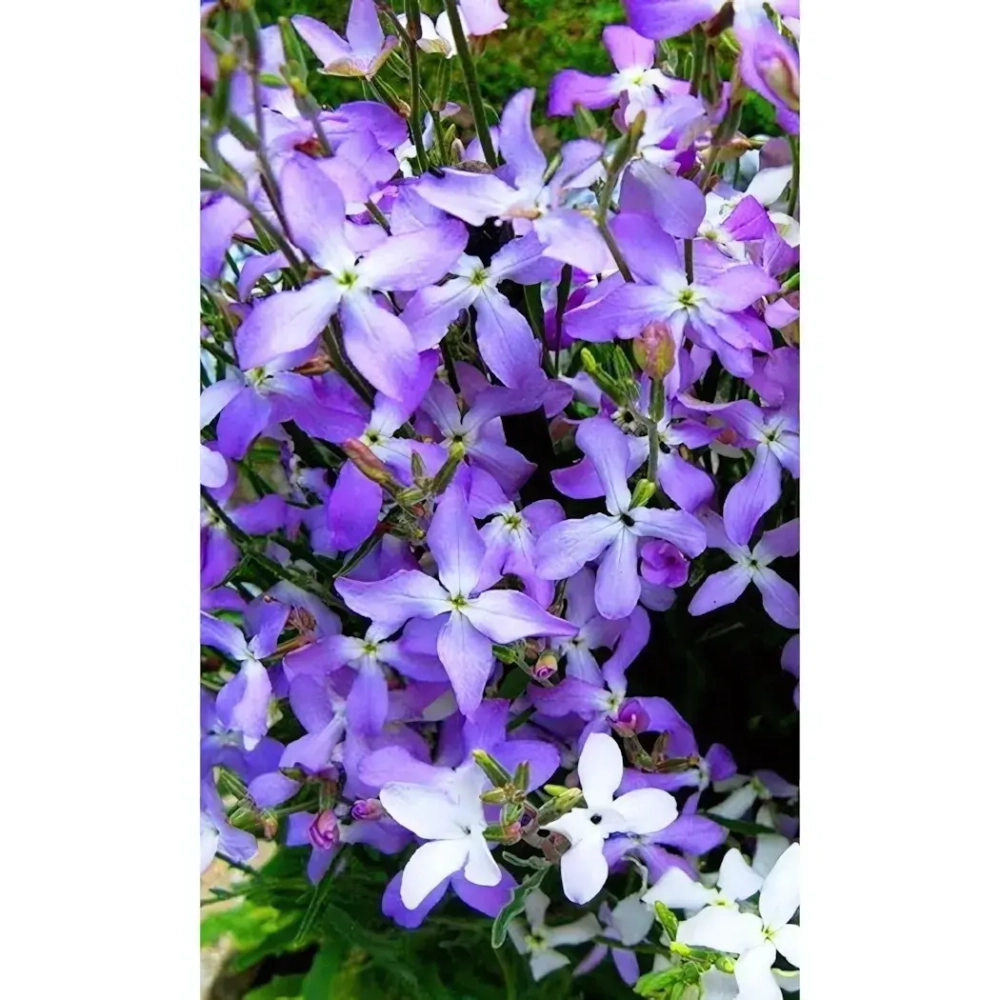 Семена Маттиола двурогая Ночная фиалка 0,25гр (УД) Е/П