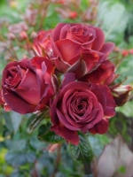 Роза спрей Браун Шуга