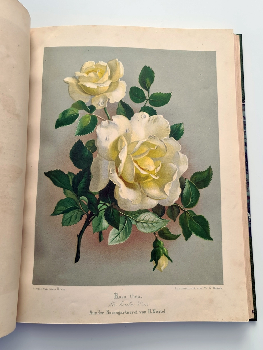 "Nestel`s Rosengarten. [  Сад роз Нестела]". E. Schweizerbartsche Verlagshandlung. 1869г.