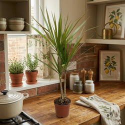 Драцена узколистная Millennial Forest д.11