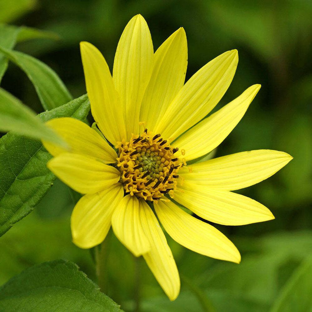 Подсолнечник &quot;Lemon Queen&quot;. Helianthus &quot;Lemon Queen&quot;.