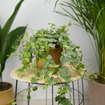 Хедера хеликс Бонг 13/35