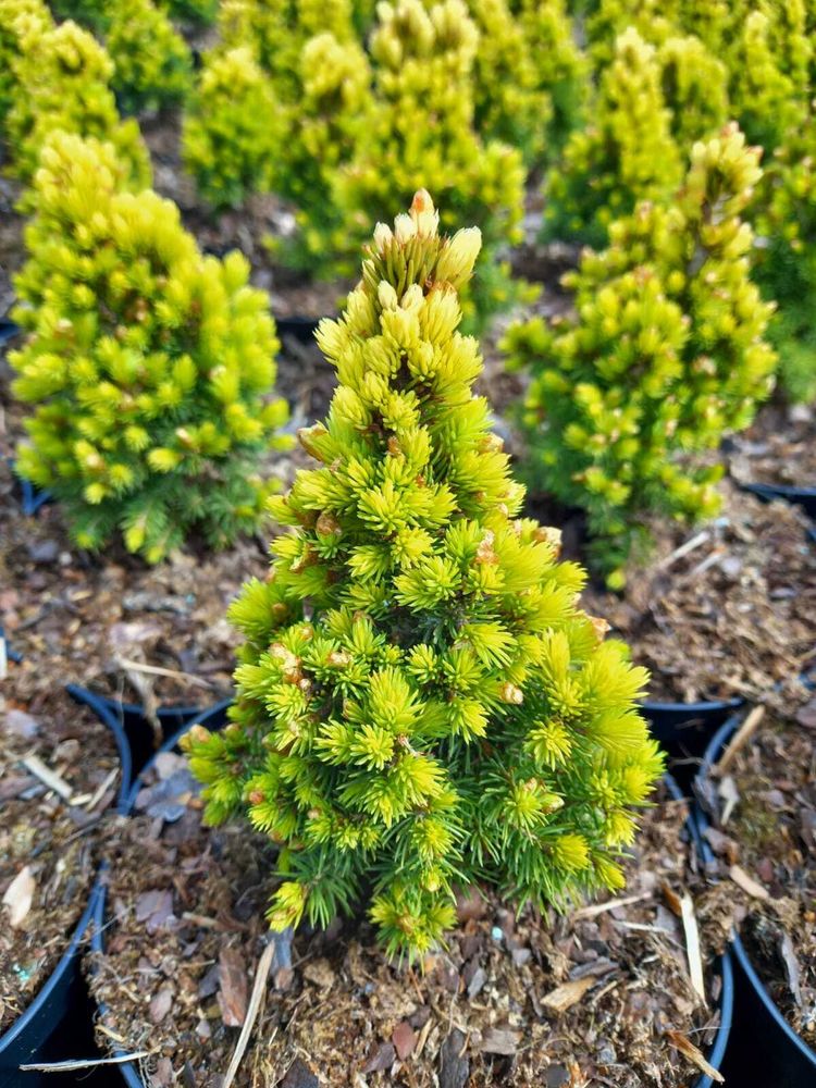 Ель канадская Ханимун 20-30 см Закупка М49 весна 2026