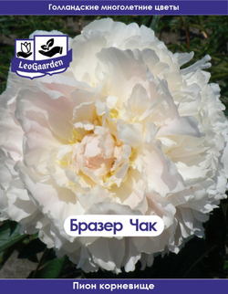 Пион Корневище, Бразер Чак, 1шт