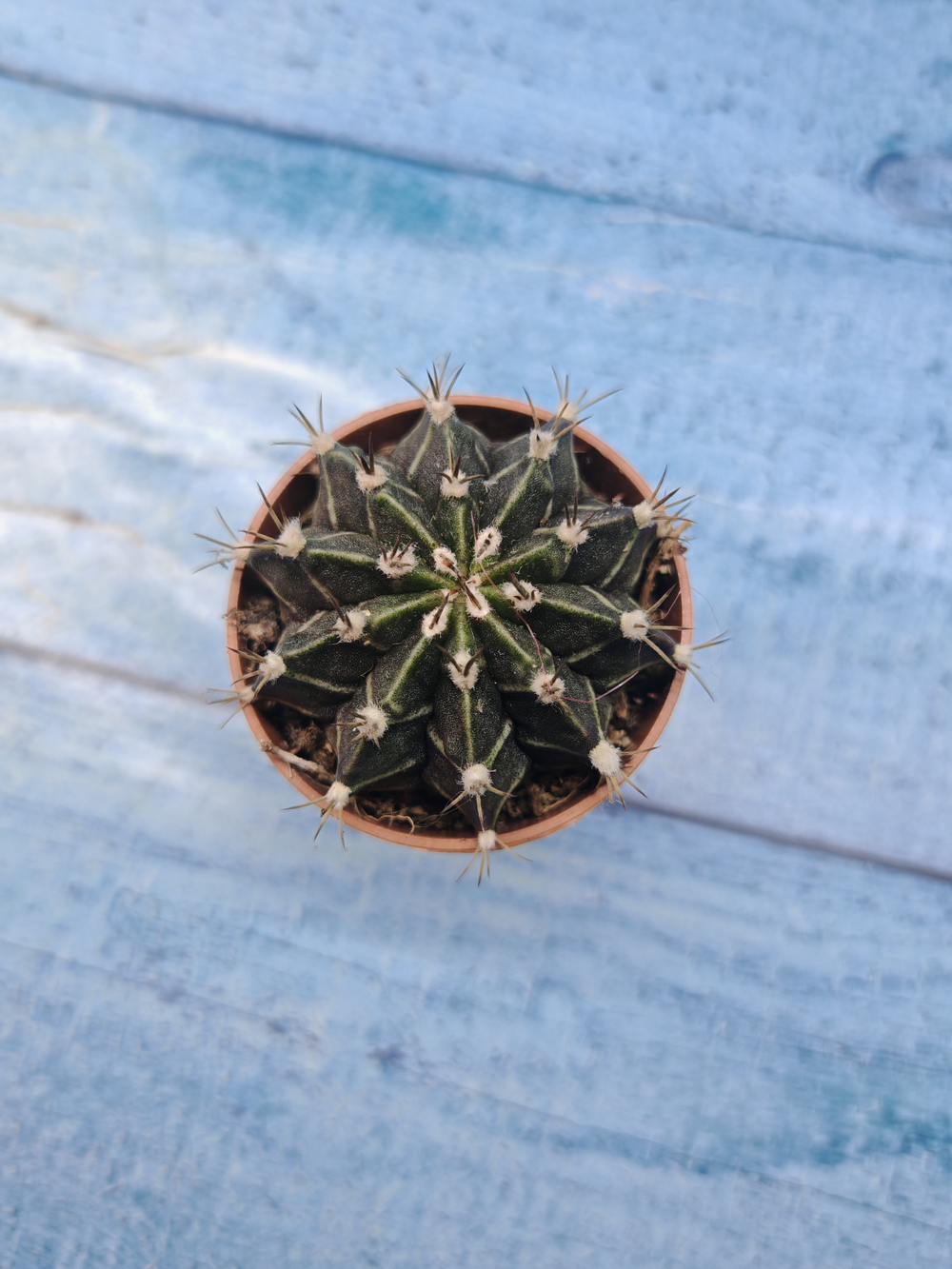 Gymnocalycium Friedrichii (Гимнокалициум)