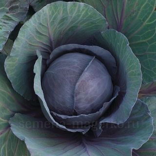 Капуста краснокочанная Ремала F1 2500 (семян)