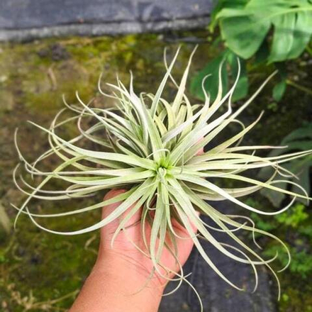 Тилландсия Stupendo (Houston x leonamiana)