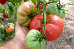 Легендарная Сызранская Розовая Ранняя Помидора