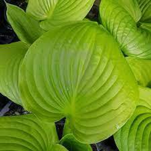 Банана Кид (Banana Kid) хоста