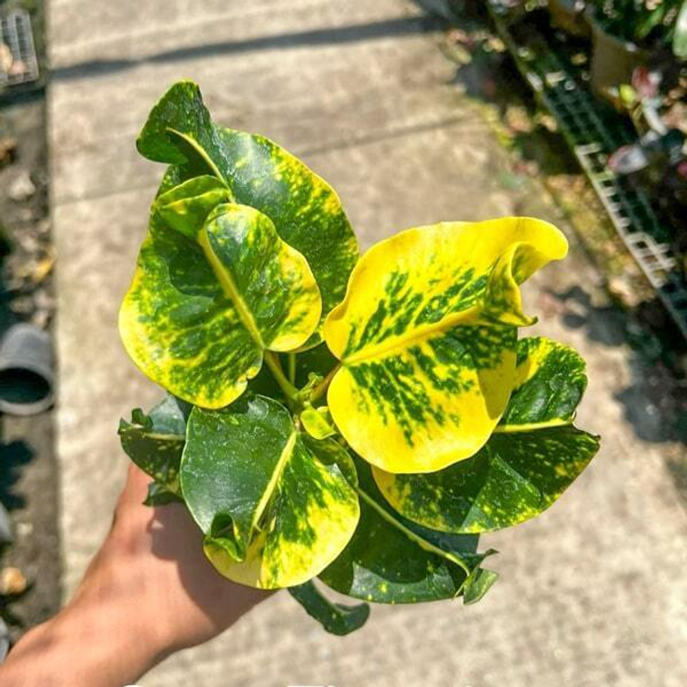 Кротон KWAK THONG KAM