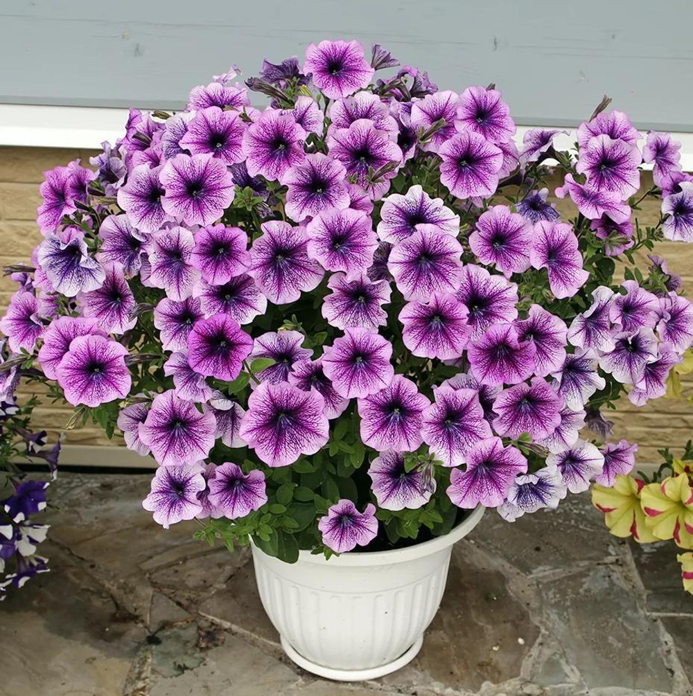 Петуния ампельная F1 Easy Wave Plum Vein