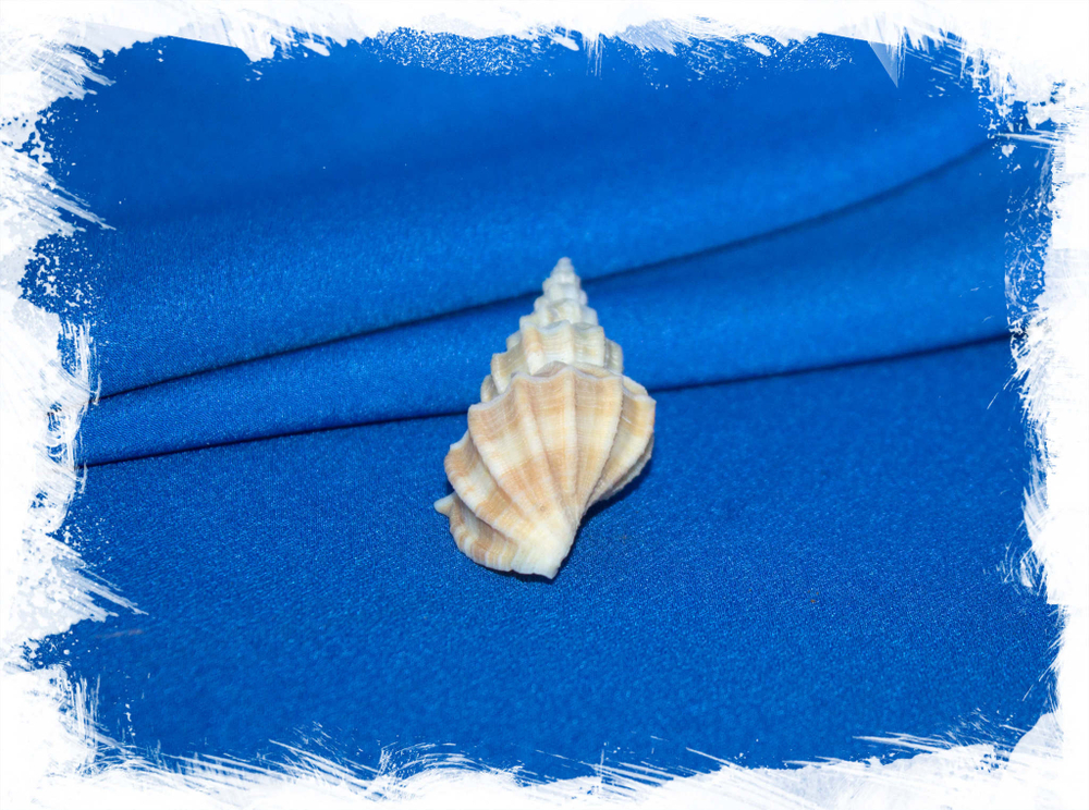 Раковина Канцеллария лурата