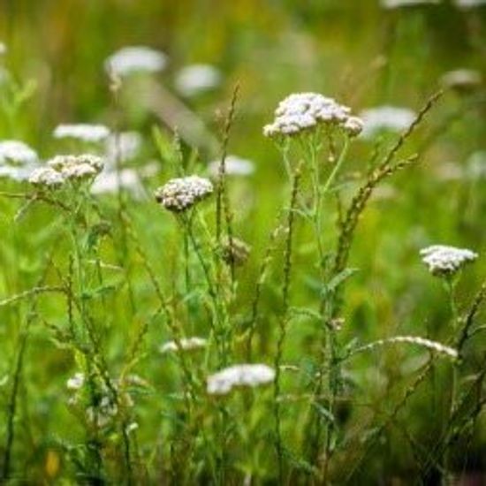 Тысячелистник обыкновенный