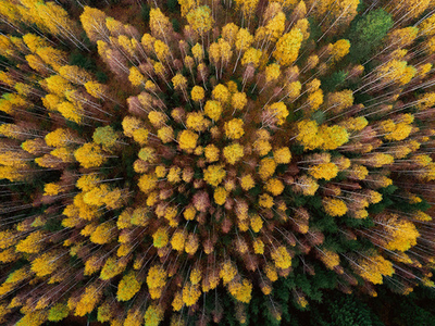 Дизайнерские обои Wall Street Bird see