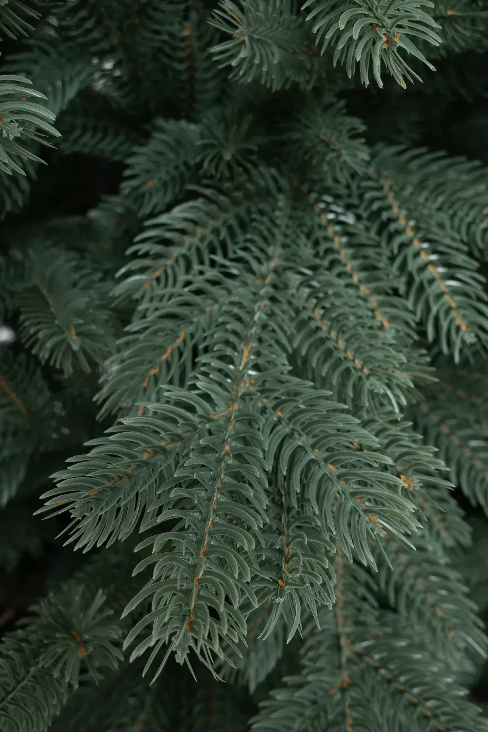 Голубая искусственная ель «Балтийская» (Литая хвоя) 210 см / 2,1 м