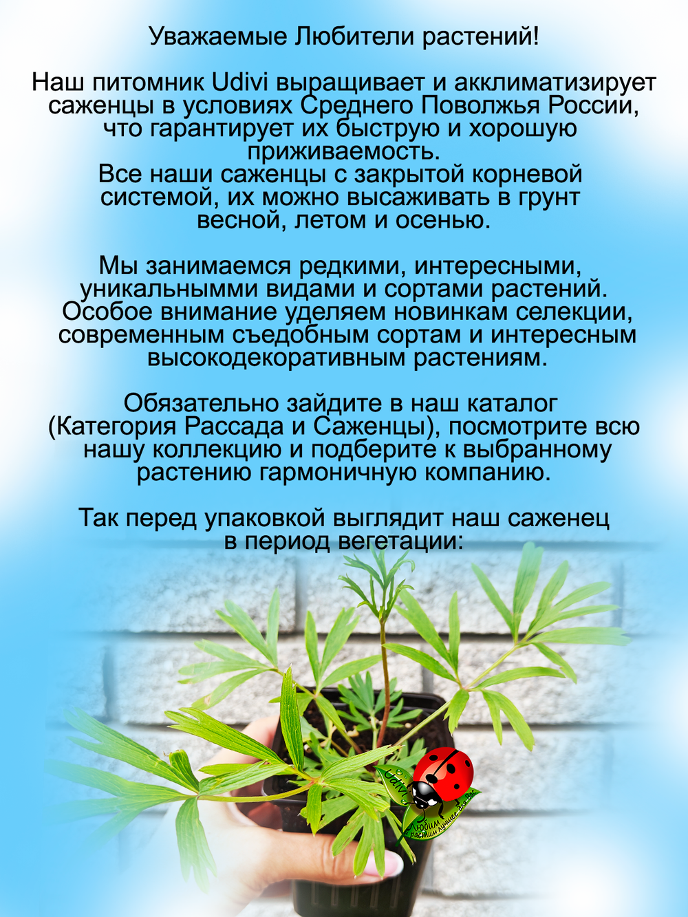 Подснежник Прострел Даурский первоцвет