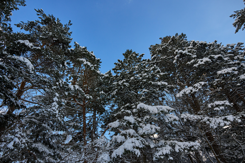 Объектив Sigma 15mm f/1.4 DC Contemporary Sony E