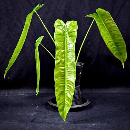 Филодендрон SHARONIAE