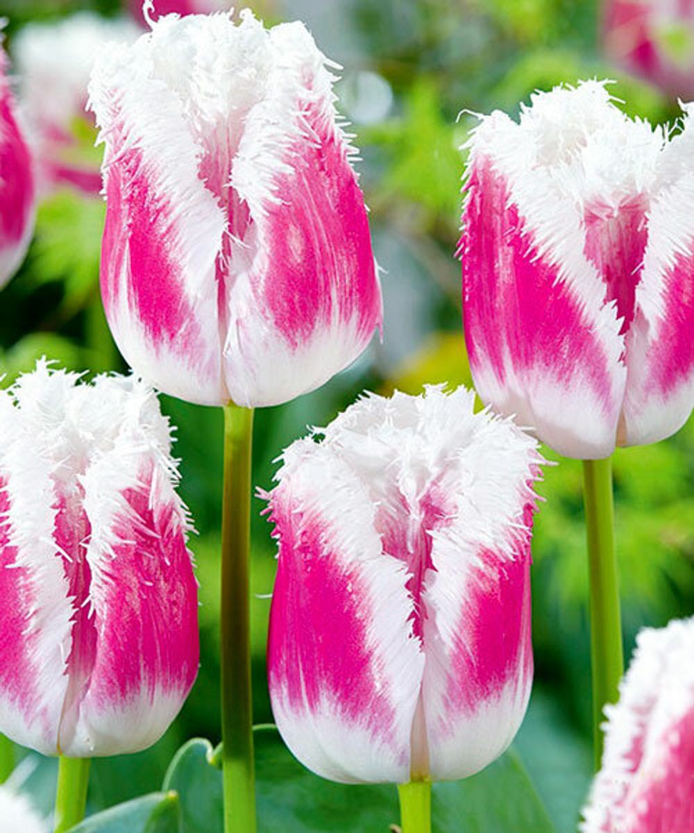 ЛУКОВИЦЫ ТЮЛЬПАН БАХРОМЧАТЫЙ  SUPER SIESTA 12/14, DARIT 5 ШТ/УП