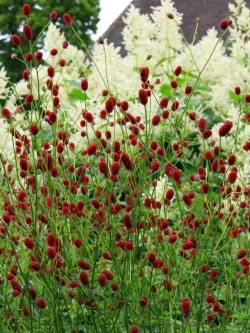 Кровохлебка Tанна С2 Закупка М39 июнь 2026