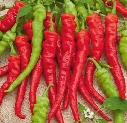 Перец острый Бараний рог