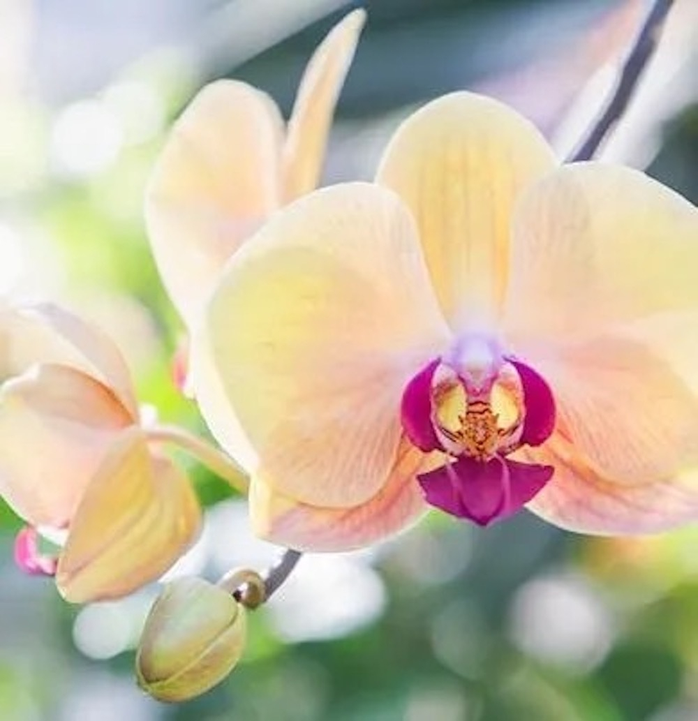 Dr. Vranjes Magnolia Orchidea наполнитель (аромат магнолия и орхидея)