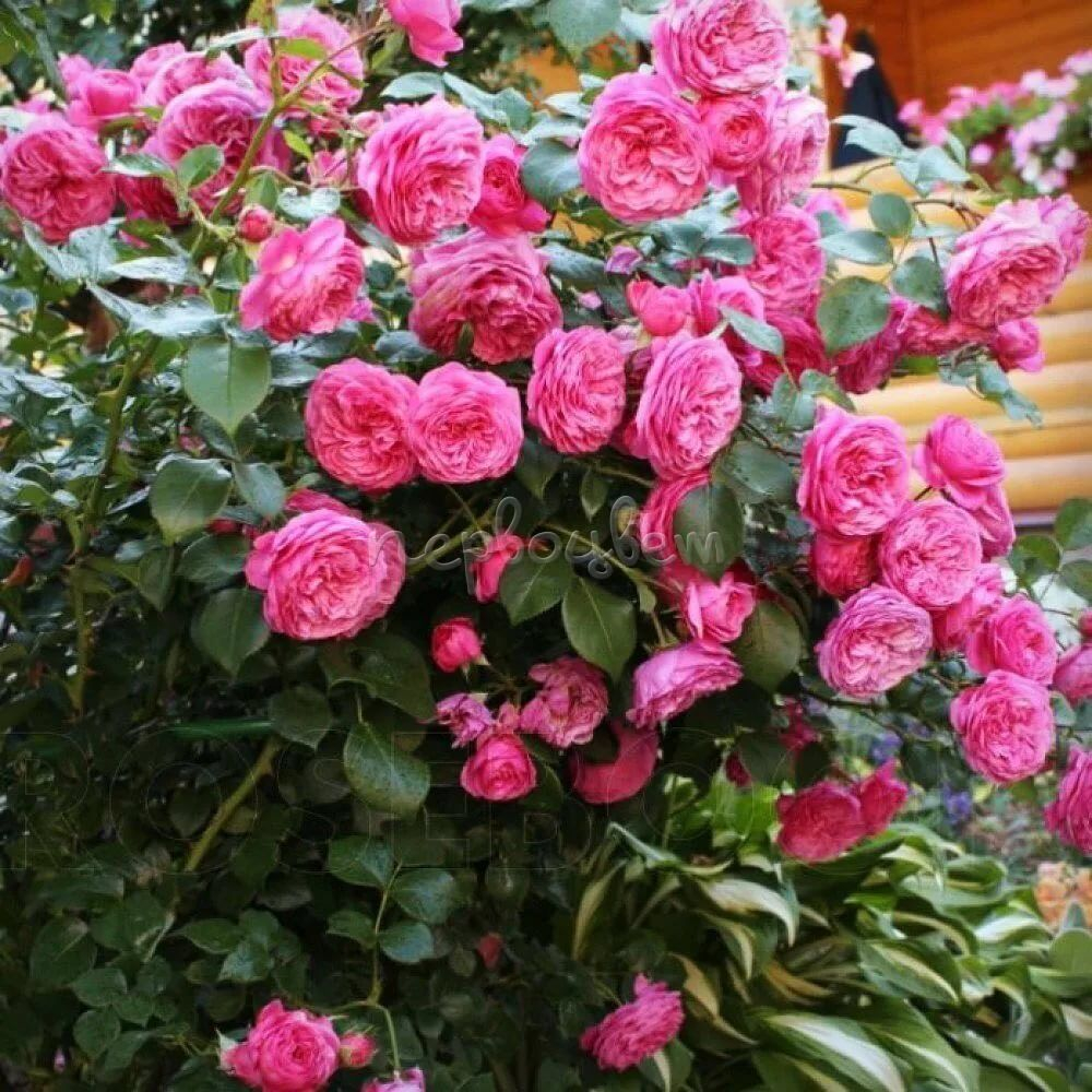 Роза Баронесса С7 Закупка М57 июнь 2026