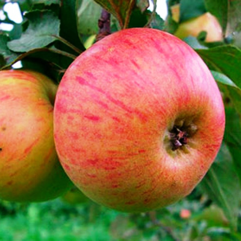 Яблоня Медуница летняя