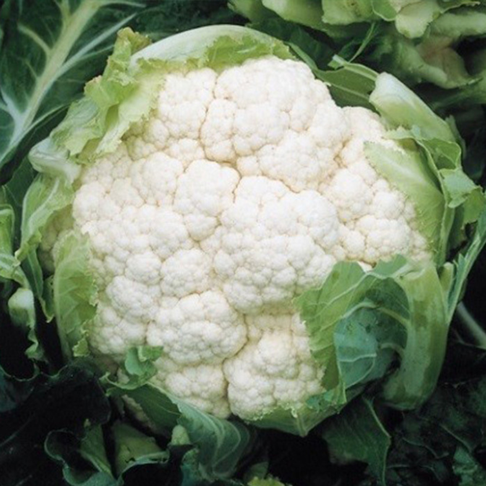 Америго F1 семена капусты цветной (Syngenta / Сингента)