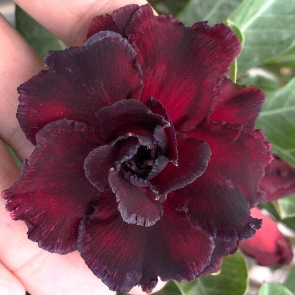 Адениум обесум 011 Good Night