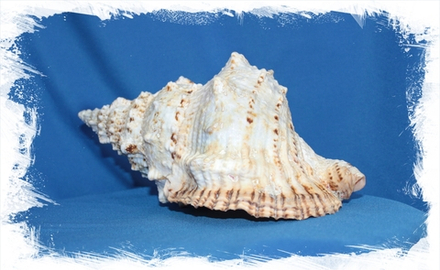 Бурса Бубо, 23-26см, 1шт