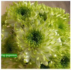 Хризантема одноголовая Zembla laim /о.48/поставка весна 2026г/