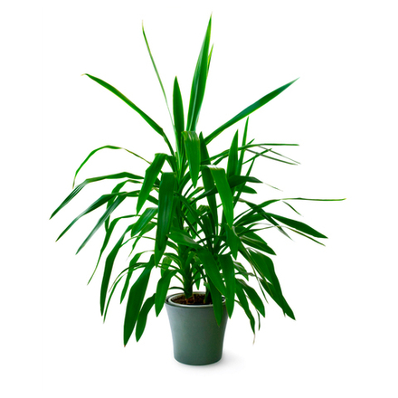 Пальма Юкка